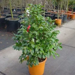 Camelia (Camellia, Wit) -Aanbiedingen Tuin Verrassing Winkel 20110919164918 5