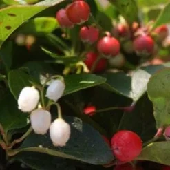 Bergthee / Patrijzenbes (Gaultheria Procumbens) -Aanbiedingen Tuin Verrassing Winkel 20111029153448 2