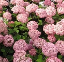 Hortensia (Hydrangea 'Pink Annabelle') -Aanbiedingen Tuin Verrassing Winkel 20111219093740 1