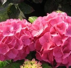Hortensia (Hydrangea 'Preziosa')