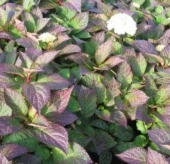 Hortensia (Hydrangea 'Preziosa') -Aanbiedingen Tuin Verrassing Winkel 20120110135240 2