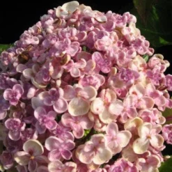 Seringhortensia (Hydrangea Macrophylla 'Ayesha') -Aanbiedingen Tuin Verrassing Winkel 20120202134624 2