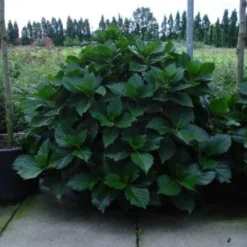 Seringhortensia (Hydrangea Macrophylla 'Ayesha') -Aanbiedingen Tuin Verrassing Winkel 20120202134812 2