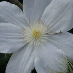 Bosrank (Clematis 'Madame Le Coultre') -Aanbiedingen Tuin Verrassing Winkel 20120211110333 1 1