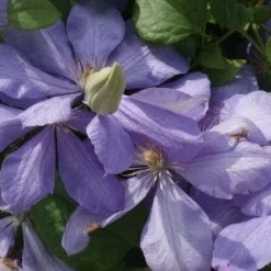Bosrank (Clematis 'Mrs Cholmondeley') -Aanbiedingen Tuin Verrassing Winkel 20120211111116 1