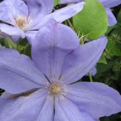 Bosrank (Clematis 'Mrs Cholmondeley') -Aanbiedingen Tuin Verrassing Winkel 20120211111143 1