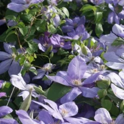 Bosrank (Clematis 'Mrs Cholmondeley') -Aanbiedingen Tuin Verrassing Winkel 20120211111208 1 1