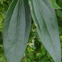 Bosrank, Groenblijvend (Clematis Armandii) -Aanbiedingen Tuin Verrassing Winkel 20120211132337 5 1