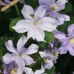 Bosrank (Clematis 'Justa') -Aanbiedingen Tuin Verrassing Winkel 20120211142234 1