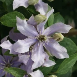 Bosrank (Clematis 'Justa') 9 Bosrank (Clematis 'Justa') -Aanbiedingen Tuin Verrassing Winkel 20120211142323 1 1