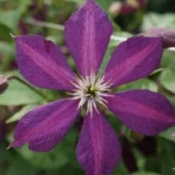 Bosrank (Clematis 'Mikelite') 5 Bosrank (Clematis 'Mikelite') -Aanbiedingen Tuin Verrassing Winkel 20120211142737 1 1