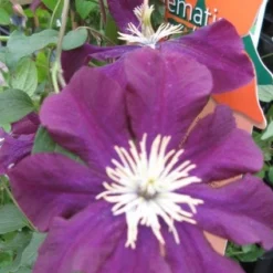 Bosrank (Clematis Viticella) -Aanbiedingen Tuin Verrassing Winkel 20120211151041 1 1