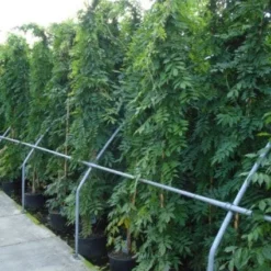 Blauwe Regen (Wisteria Sinensis) -Aanbiedingen Tuin Verrassing Winkel 20120213094040 13