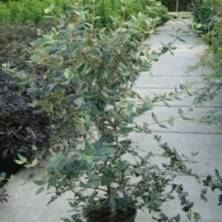 Sneeuwbal (Viburnum Burkwoodii) -Aanbiedingen Tuin Verrassing Winkel 20120213100608 14