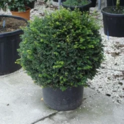 Taxusbol (Taxus Baccata) -Aanbiedingen Tuin Verrassing Winkel 20120213101948 16