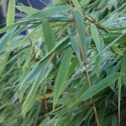 Niet Woekerende Bamboe (Fargesia Murieliae 'Bimbo') -Aanbiedingen Tuin Verrassing Winkel 20120213125441 4