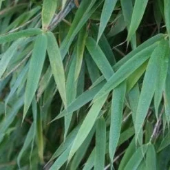 Niet Woekerende Bamboe (Fargesia 'Great Wall') -Aanbiedingen Tuin Verrassing Winkel 20120213125547 7