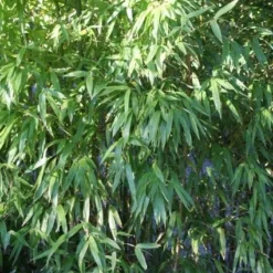 Niet Woekerende Bamboe (Fargesia 'Great Wall') -Aanbiedingen Tuin Verrassing Winkel 20120213125631 7