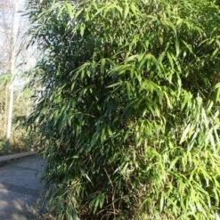 Bamboe (Phyllostachys Aurea) -Aanbiedingen Tuin Verrassing Winkel 20120213125900 13