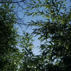 Bamboe (Phyllostachys Aurea) -Aanbiedingen Tuin Verrassing Winkel 20120213125929 13