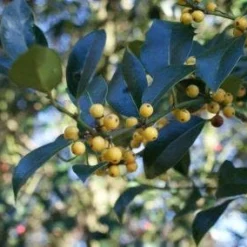 Hulst (Ilex Aquifolium 'Bacciflava')