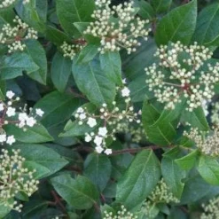 Groenblijvende Sneeuwbal (Viburnum Tinus 'Eve Price') -Aanbiedingen Tuin Verrassing Winkel 20120213144628 50 10