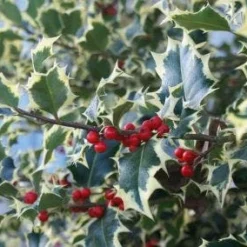 Bonte Hulst In Bolvorm (Ilex Aquifolium 'Argentea Marginata') -Aanbiedingen Tuin Verrassing Winkel 20120213145100 5