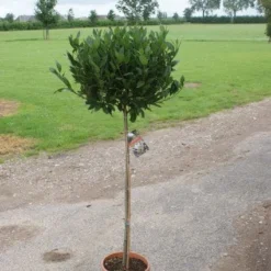 Echte Laurier Op Stam (Laurus Nobilis) -Aanbiedingen Tuin Verrassing Winkel 20120213163018 4