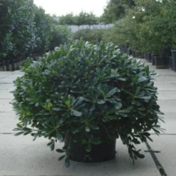 Australische Laurier (Pittosporum Tobira 'Nanum') 10 Australische Laurier (Pittosporum Tobira 'Nanum') -Aanbiedingen Tuin Verrassing Winkel 20120213163910 8 1