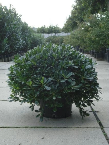 Australische Laurier (Pittosporum Tobira 'Nanum') 5 Australische Laurier (Pittosporum Tobira 'Nanum') - Afbeelding 5
