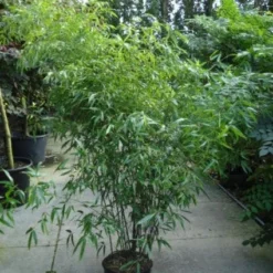 Bamboe (Phyllostachys Nigra) -Aanbiedingen Tuin Verrassing Winkel 20120213164648 13