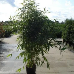 Bamboe (Phyllostachys Aurea) -Aanbiedingen Tuin Verrassing Winkel 20120213164824 13