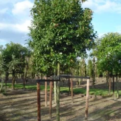 Glansmispel Als Boom (Photinia Fraseri 'Red Robin') -Aanbiedingen Tuin Verrassing Winkel 20120214125941 9
