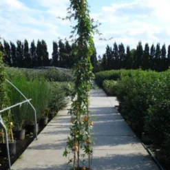 Passiebloem (Passiflora Caerulea) -Aanbiedingen Tuin Verrassing Winkel 20120214131255 6