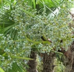 Winterharde Palm (Trachycarpus Fortunei) -Aanbiedingen Tuin Verrassing Winkel 20120214160104 14 1
