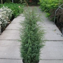 Jeneverbes (Juniperus Communis 'Hibernica') -Aanbiedingen Tuin Verrassing Winkel 20120215132223 7 1