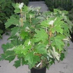 Eikenbladhortensia (Hydrangea Quercifolia) -Aanbiedingen Tuin Verrassing Winkel 20120215133849 6