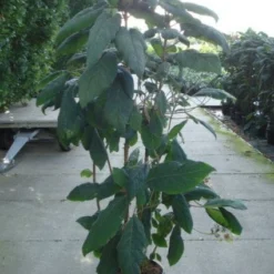 Fluweelhortensia (Hydrangea Aspera 'Macrophylla') -Aanbiedingen Tuin Verrassing Winkel 20120215134833 6