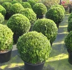 Buxusbol (Buxus Sempervirens, Bolvorm)