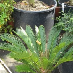 Cycaspalm (Cycas Revoluta) -Aanbiedingen Tuin Verrassing Winkel 20120216093012 5