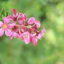 Escallonia (Escallonia 'Red Dream') -Aanbiedingen Tuin Verrassing Winkel 20120216094209 3