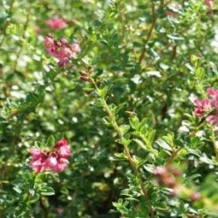 Escallonia (Escallonia 'Red Dream')