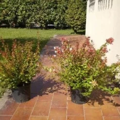 Abelia (Abelia Grandiflora) 15 Abelia (Abelia Grandiflora) -Aanbiedingen Tuin Verrassing Winkel 20120216112539 9