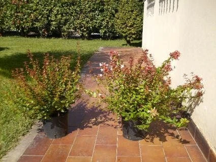 Abelia (Abelia Grandiflora) 8 Abelia (Abelia Grandiflora) - Afbeelding 8