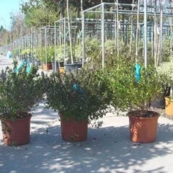 Abelia (Abelia Grandiflora) 13 Abelia (Abelia Grandiflora) -Aanbiedingen Tuin Verrassing Winkel 20120216112651 9