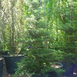 Koreaanse Zilverspar (Abies Koreana) -Aanbiedingen Tuin Verrassing Winkel 20120216113327 6