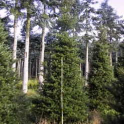 Koreaanse Zilverspar (Abies Koreana) 28 Koreaanse Zilverspar (Abies Koreana) -Aanbiedingen Tuin Verrassing Winkel 20120216113423 6 1