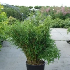 Niet Woekerende Bamboe (Fargesia Murieliae 'Bimbo') -Aanbiedingen Tuin Verrassing Winkel 20120217134101 4