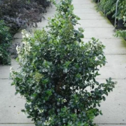 Escallonia (Escallonia 'Iveyi') -Aanbiedingen Tuin Verrassing Winkel 20120217135540 3