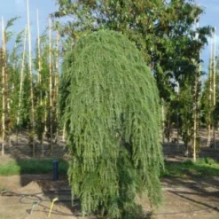 Treurceder (Cedrus Deodara 'Pendula') -Aanbiedingen Tuin Verrassing Winkel 20120218104745 13 1